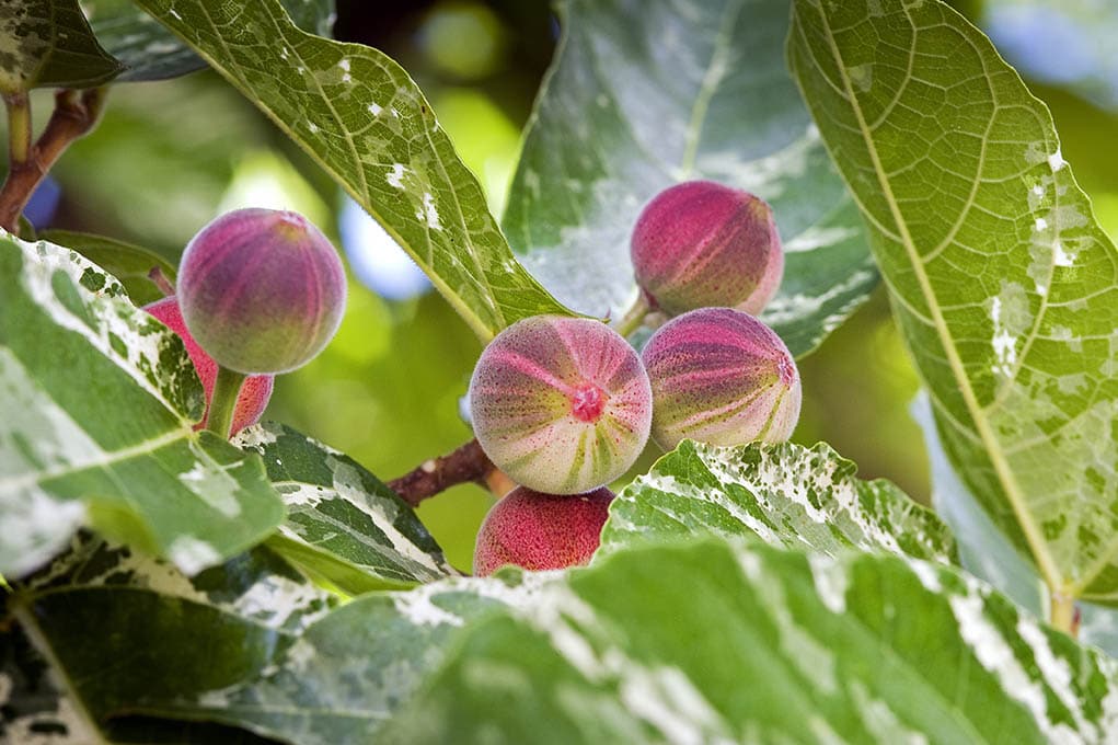 Clown fig