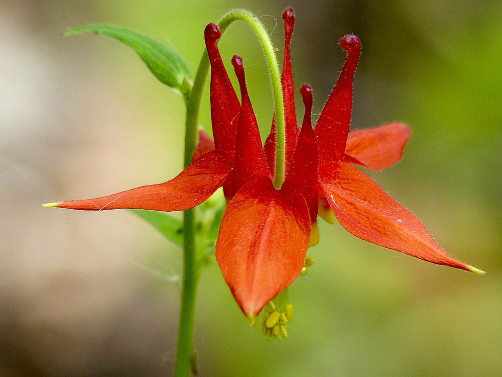 columbine