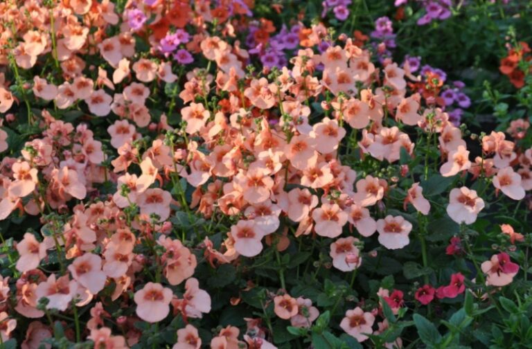 companion plants for coral bells