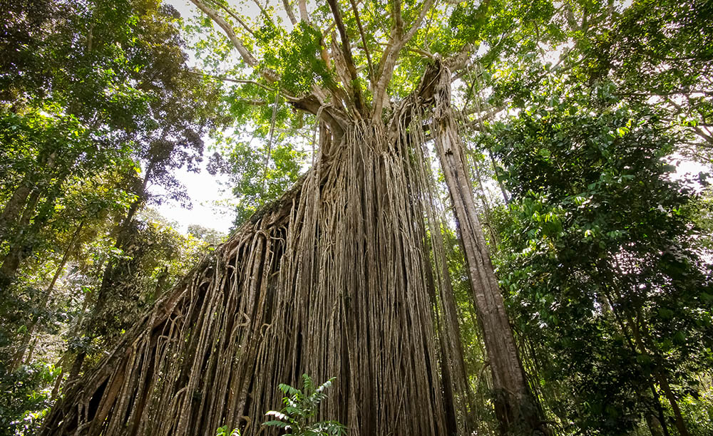 Curtain fig tree