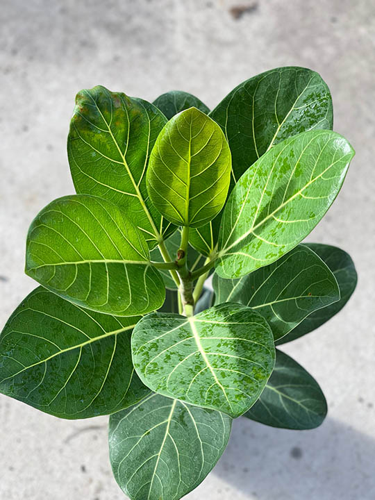 Ficus Audrey