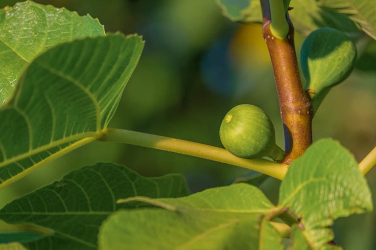 16 Different Types of Fig Trees (with Pictures) | House Grail