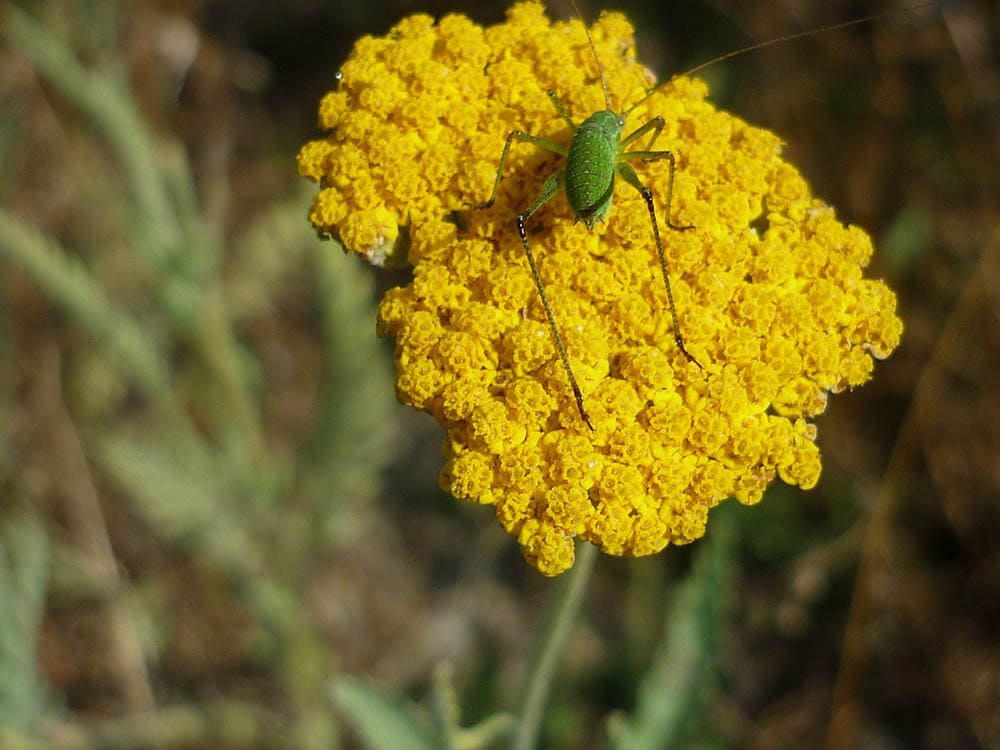 grasshopper on yarrow flower