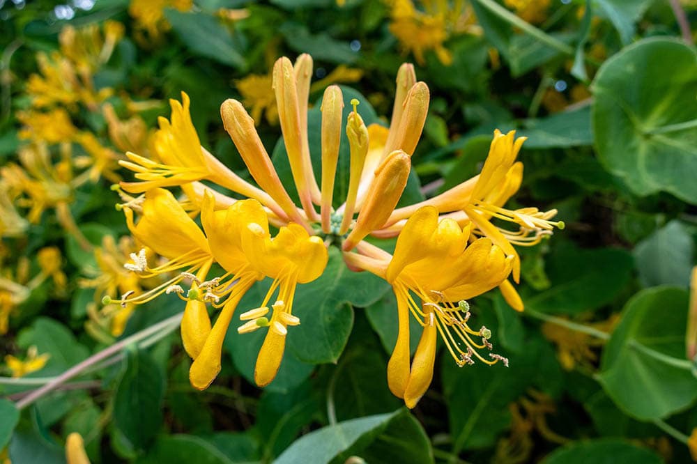 honeysuckle flowers
