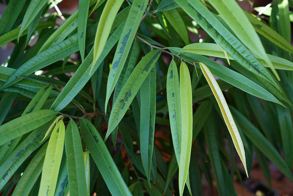 longleaf fig