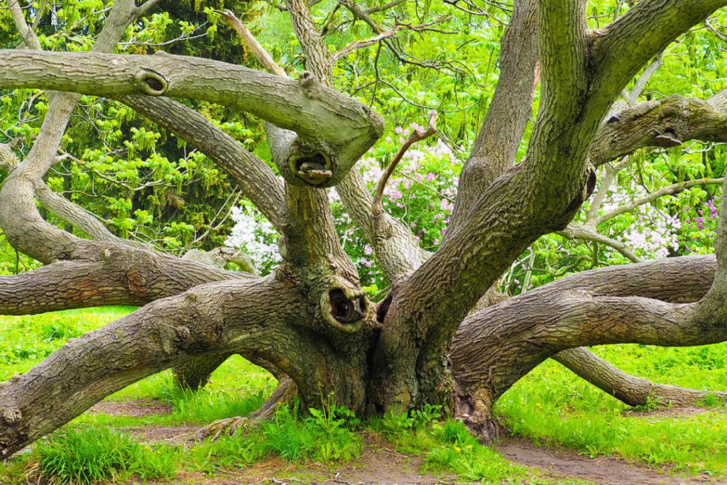 17 Different Types of Walnut Trees (with Pictures) | House Grail