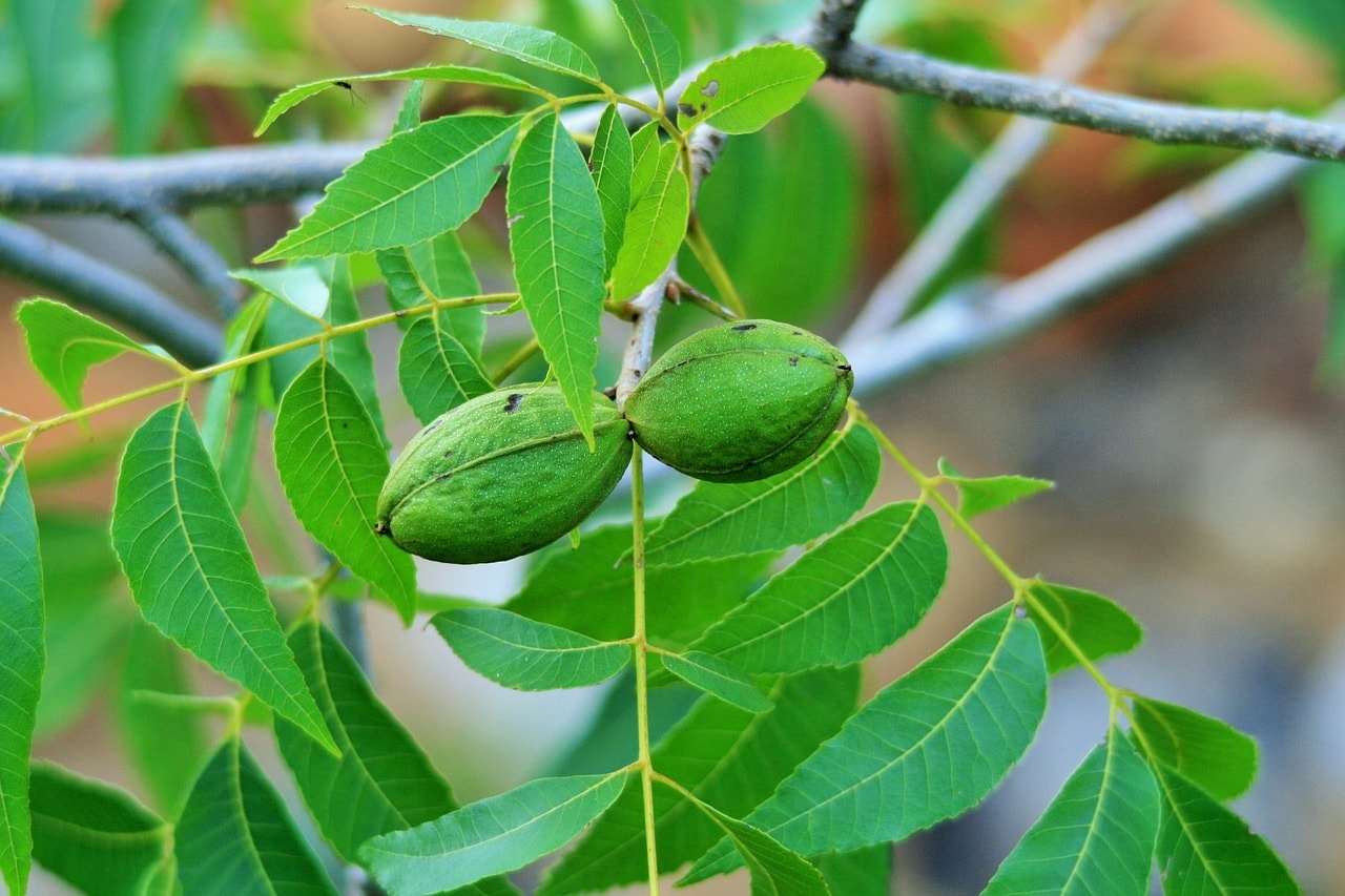 10-types-of-tree-nuts-with-pictures-house-grail