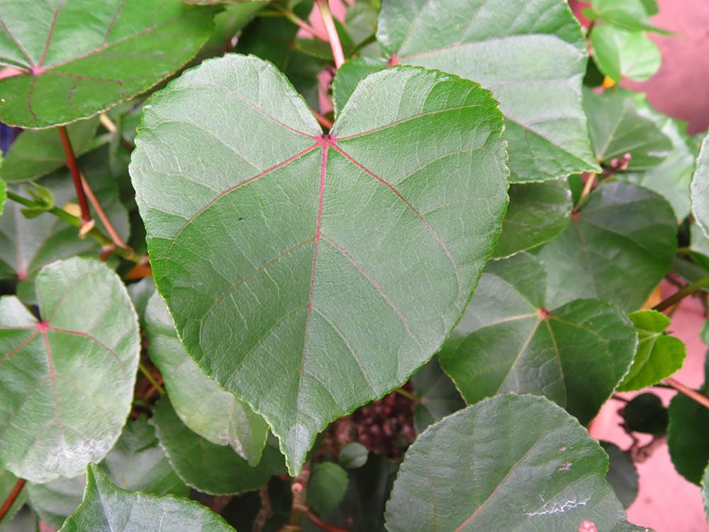 Petiolate fig