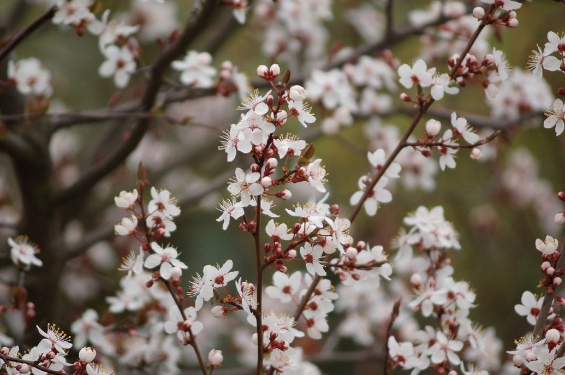 types of plum trees in canada