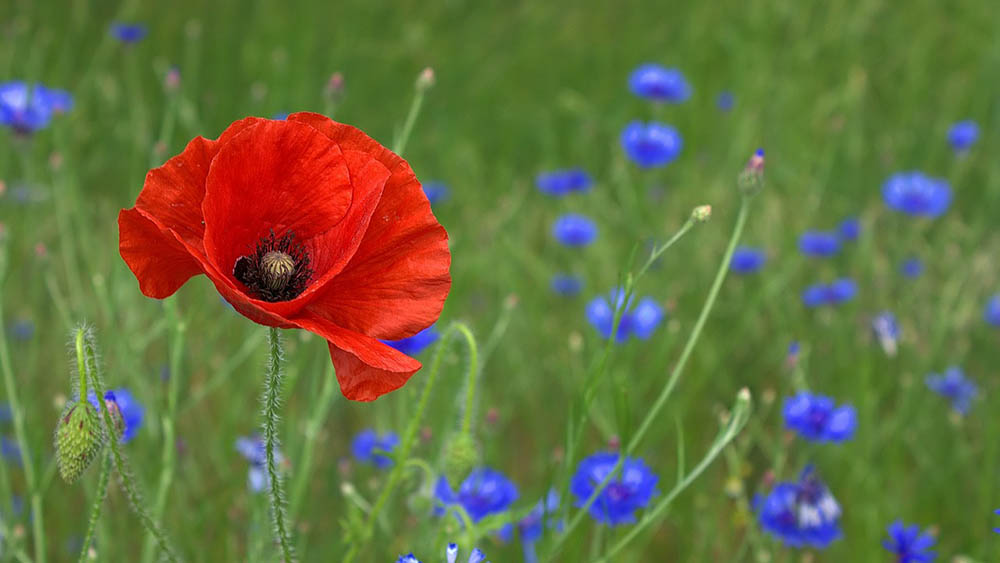 How & When To Plant Poppy Seeds: 5 Simple Steps | House Grail