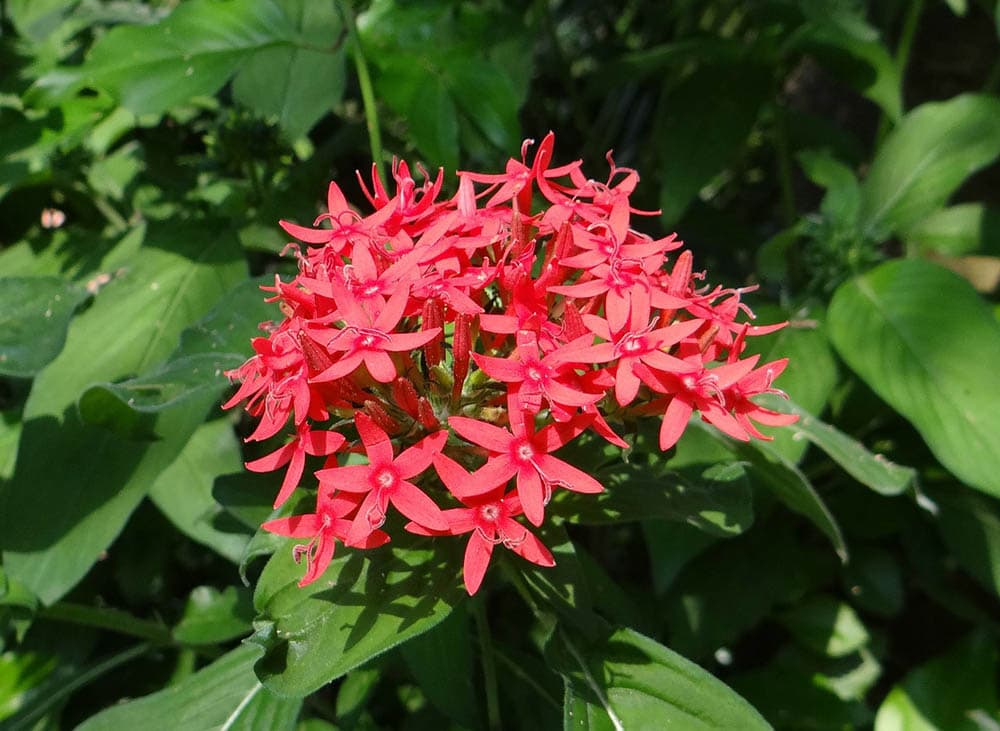 red pentas flower