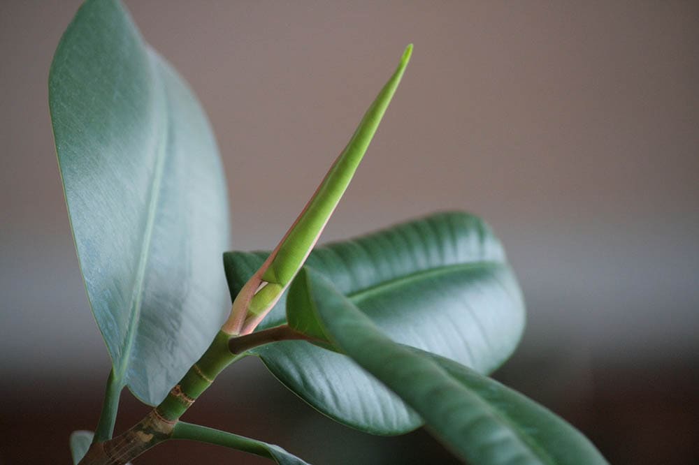 rubber tree close up