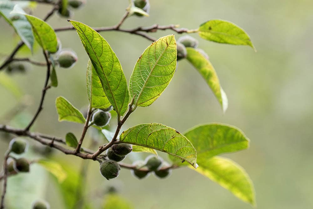 Sandpaper Fig