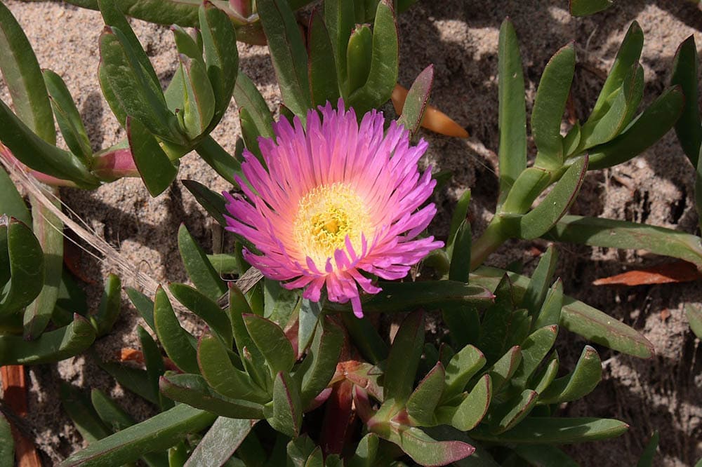 sea fig