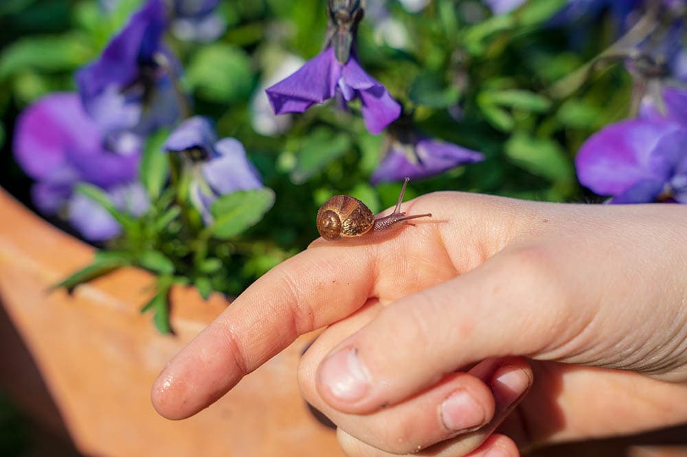 snail on person's hand