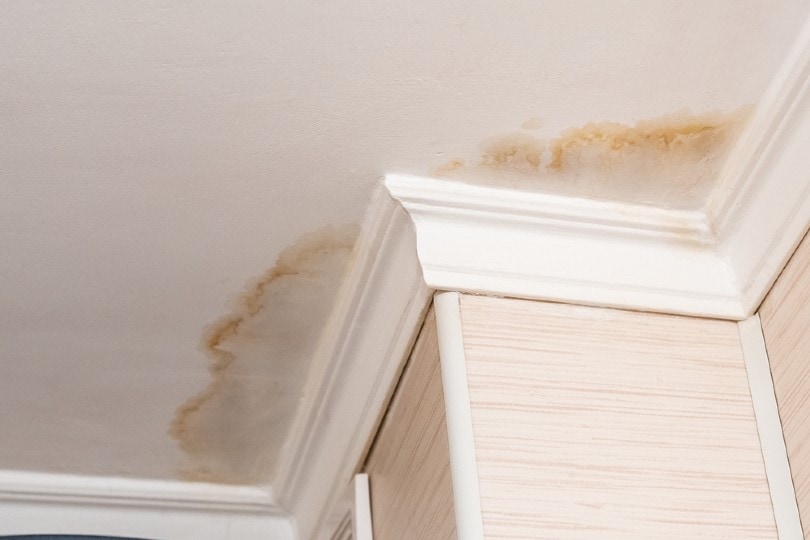 water stain on ceiling