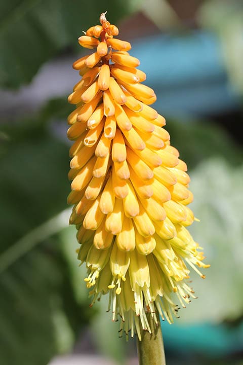 yellow Red Hot Poker close up