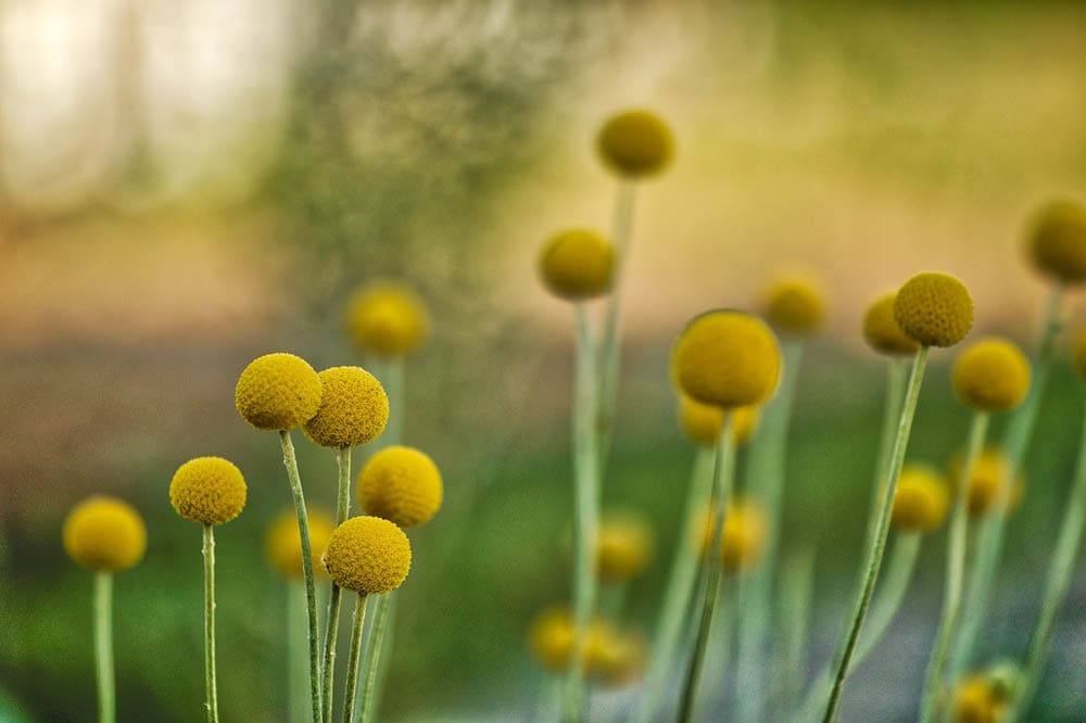 yellow billy buttons