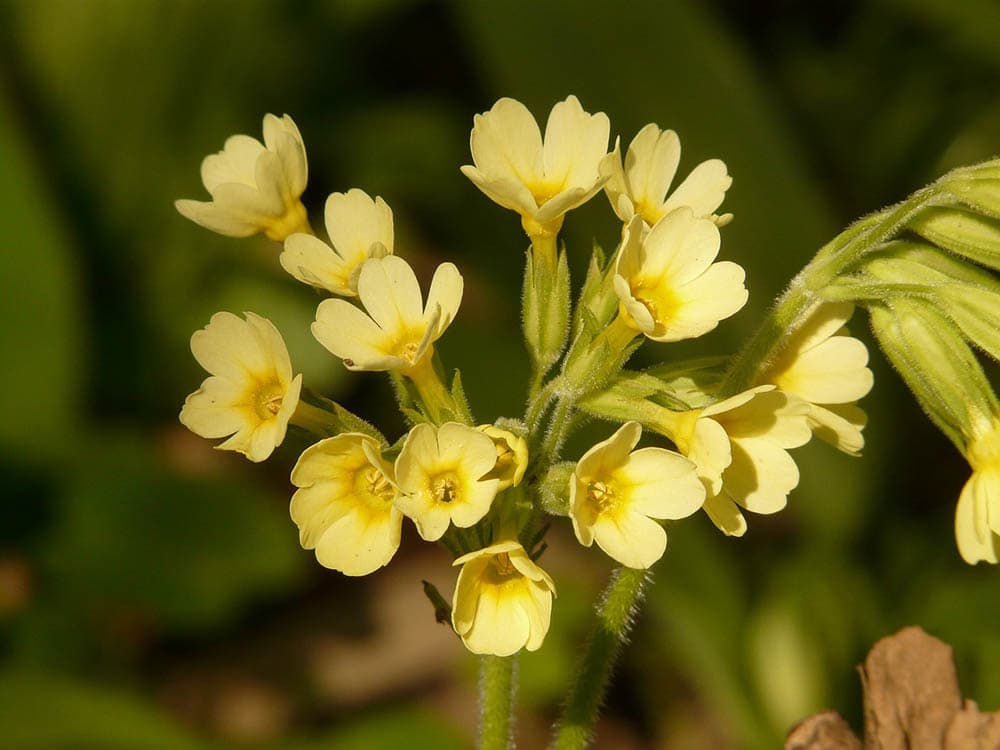 yellow cowslip close up