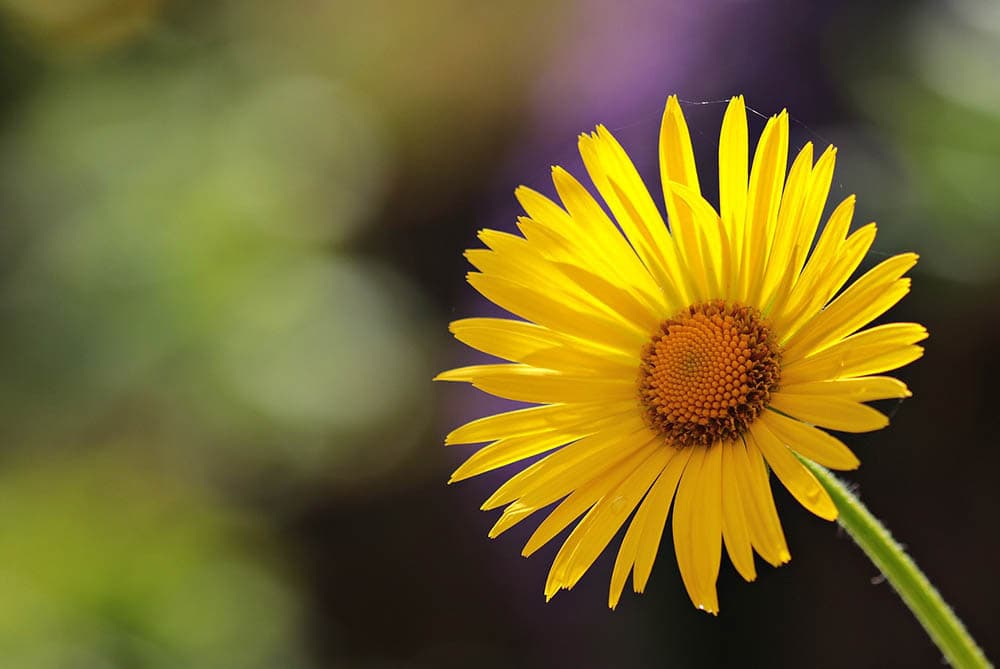 yellow daisy close up