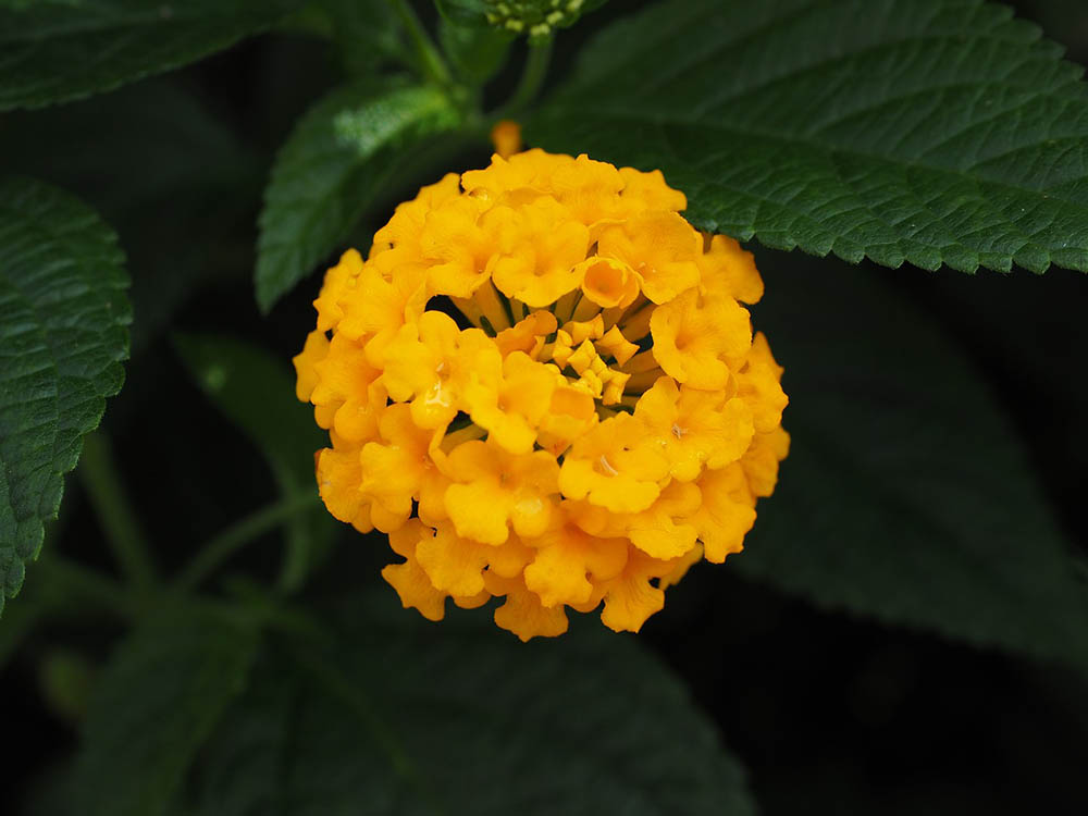 yellow lantana close up