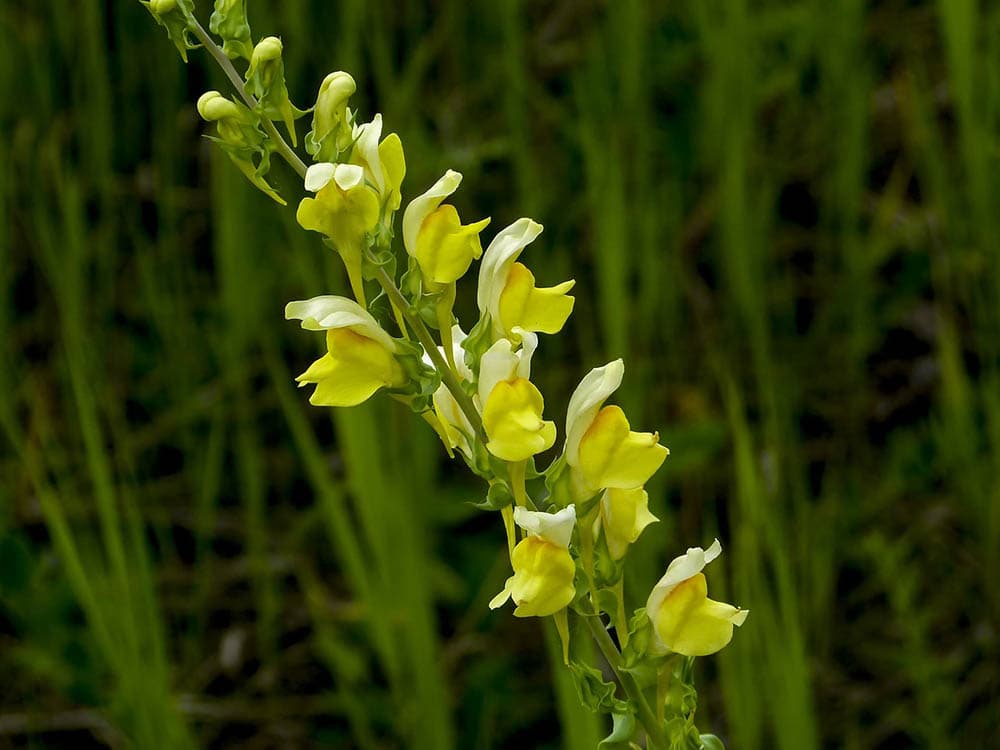 yellow snapdragon