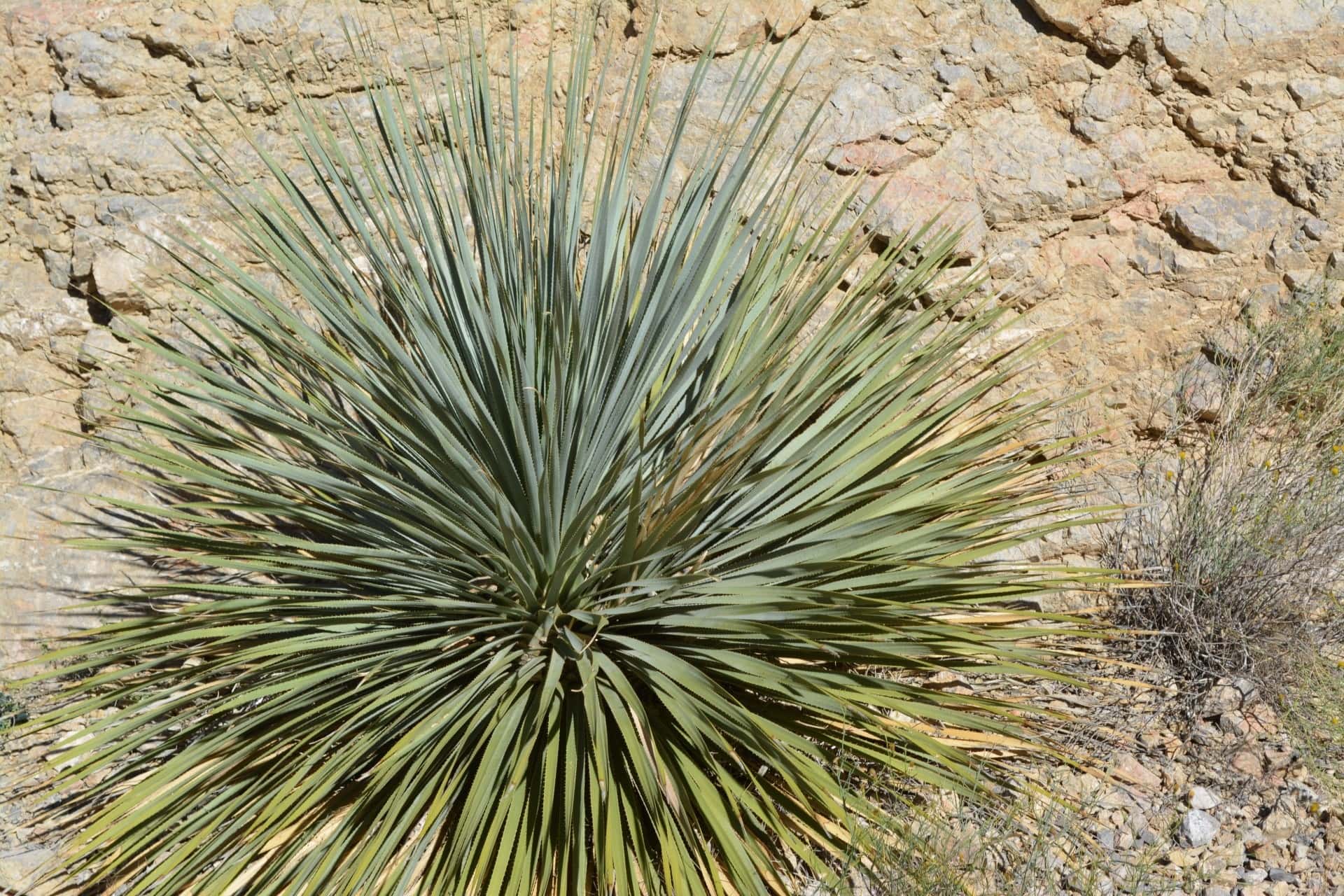 Adam’s Needle