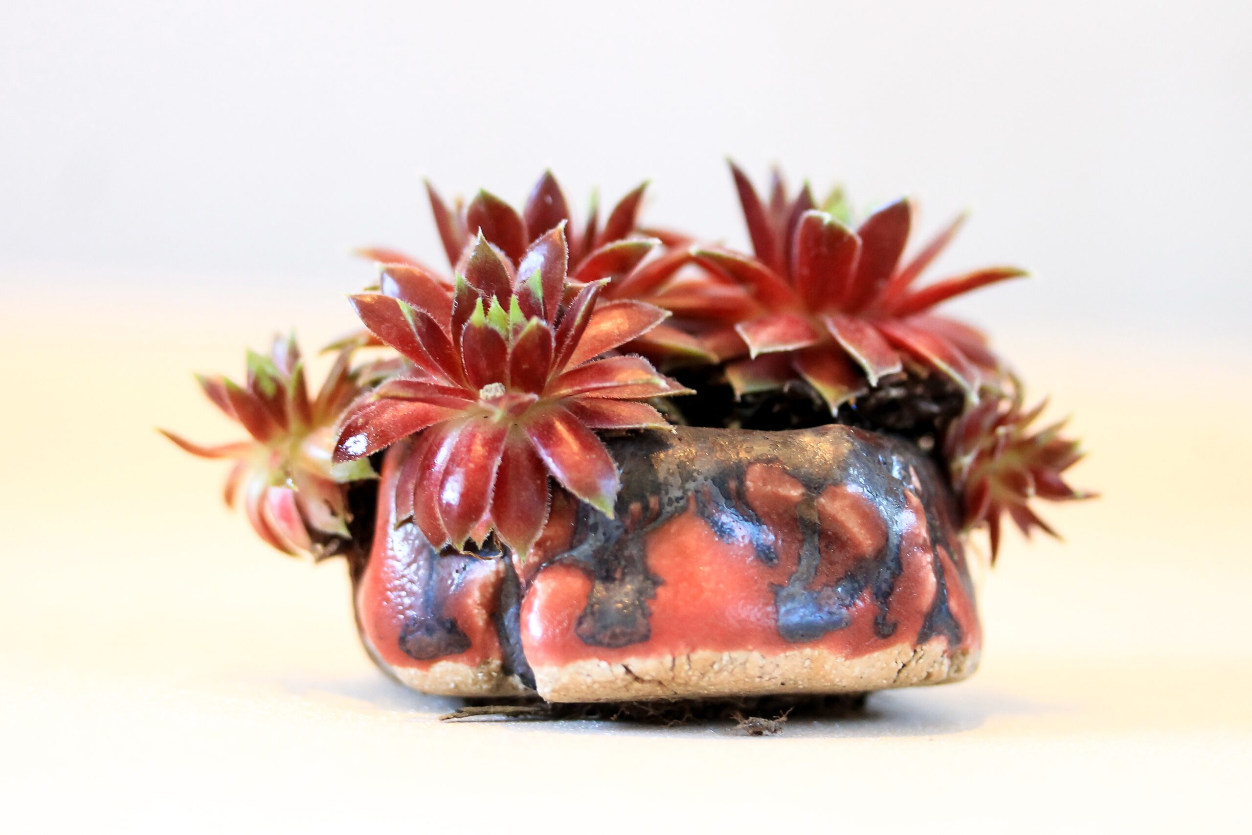 Angelina Stonecrop