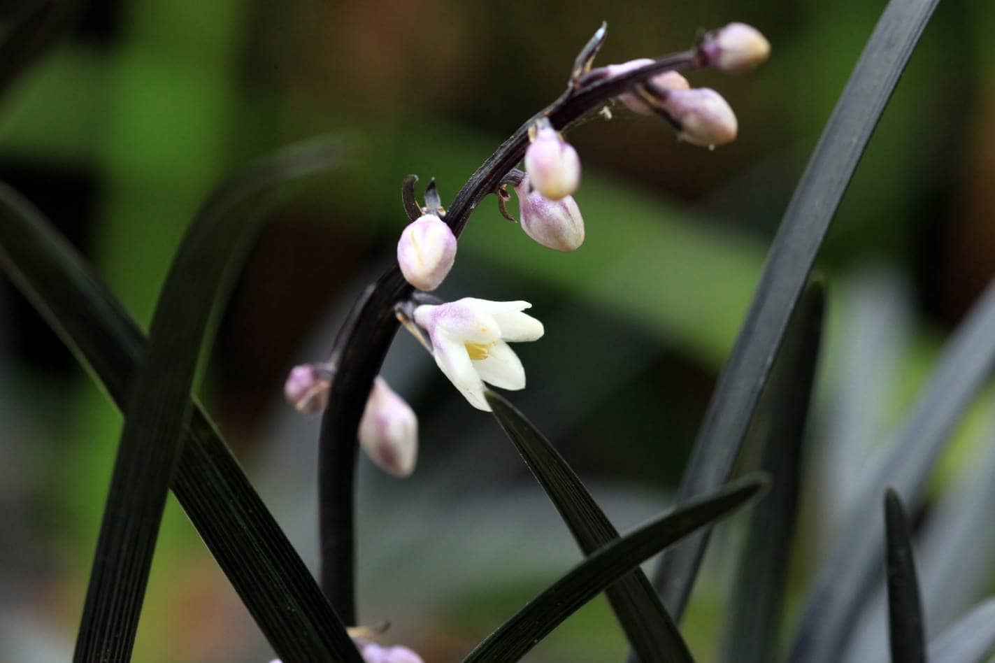 Black Mondo Grass