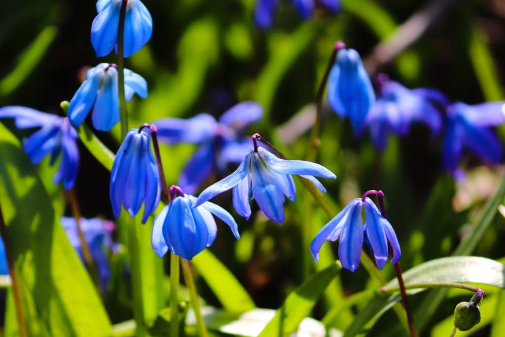 Blue Star
