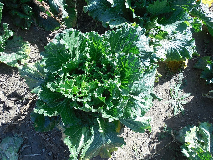Bok Choy