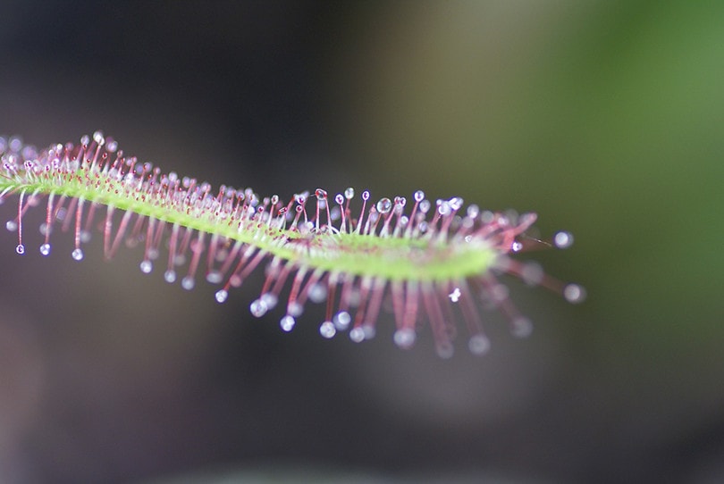 Cape Sundew