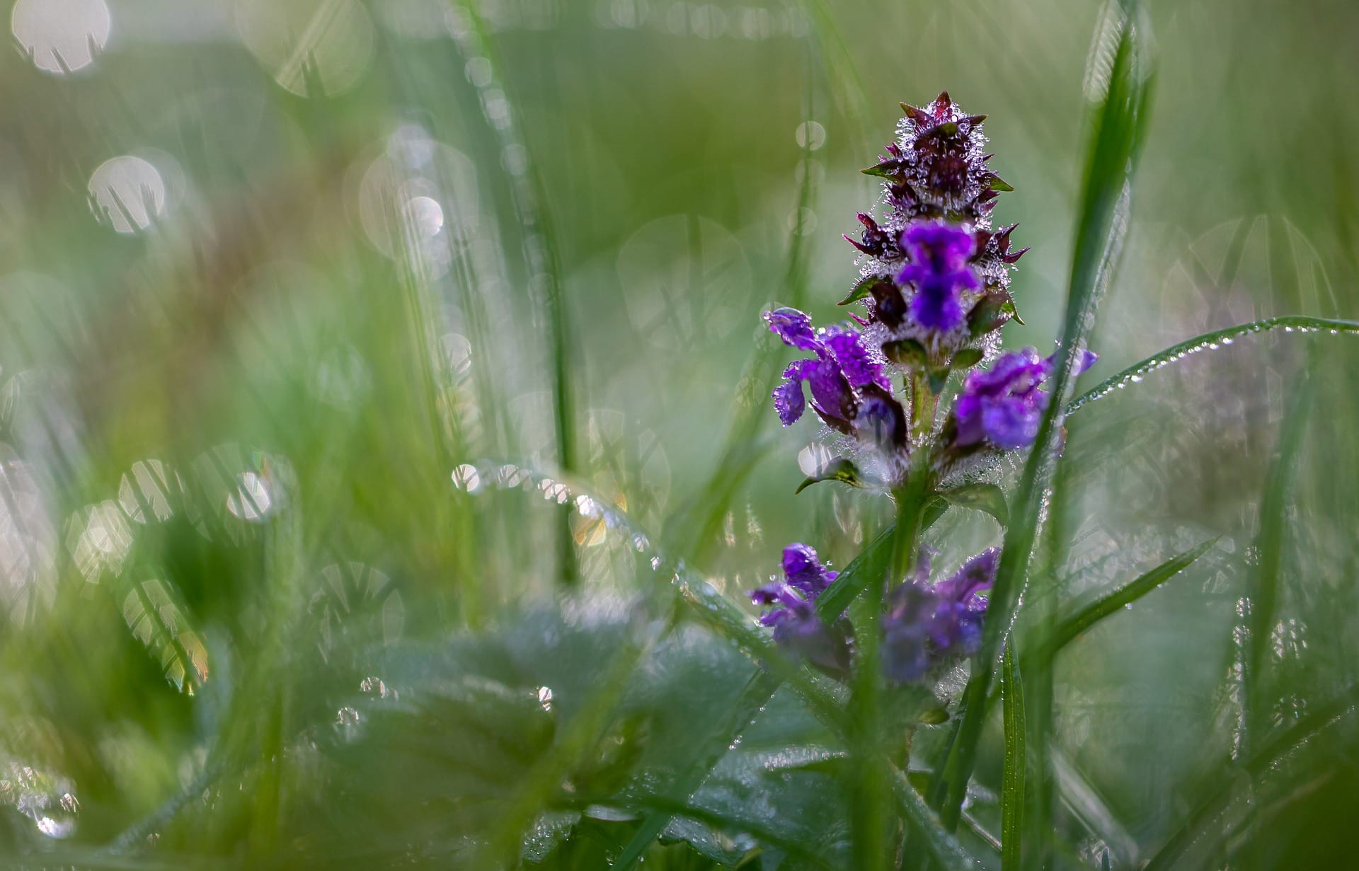 what plants can tolerate dog urine