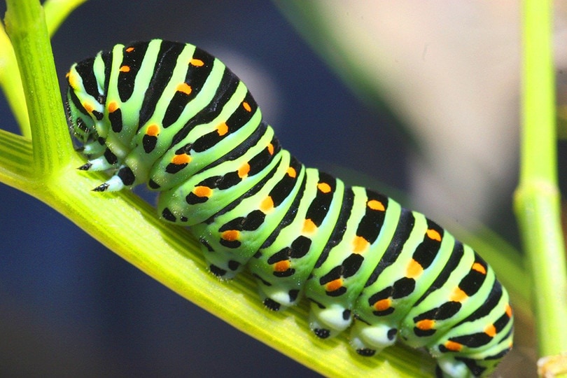 Do All Caterpillars Turn Into Butterflies? Facts, Life Cycle, & FAQ ...