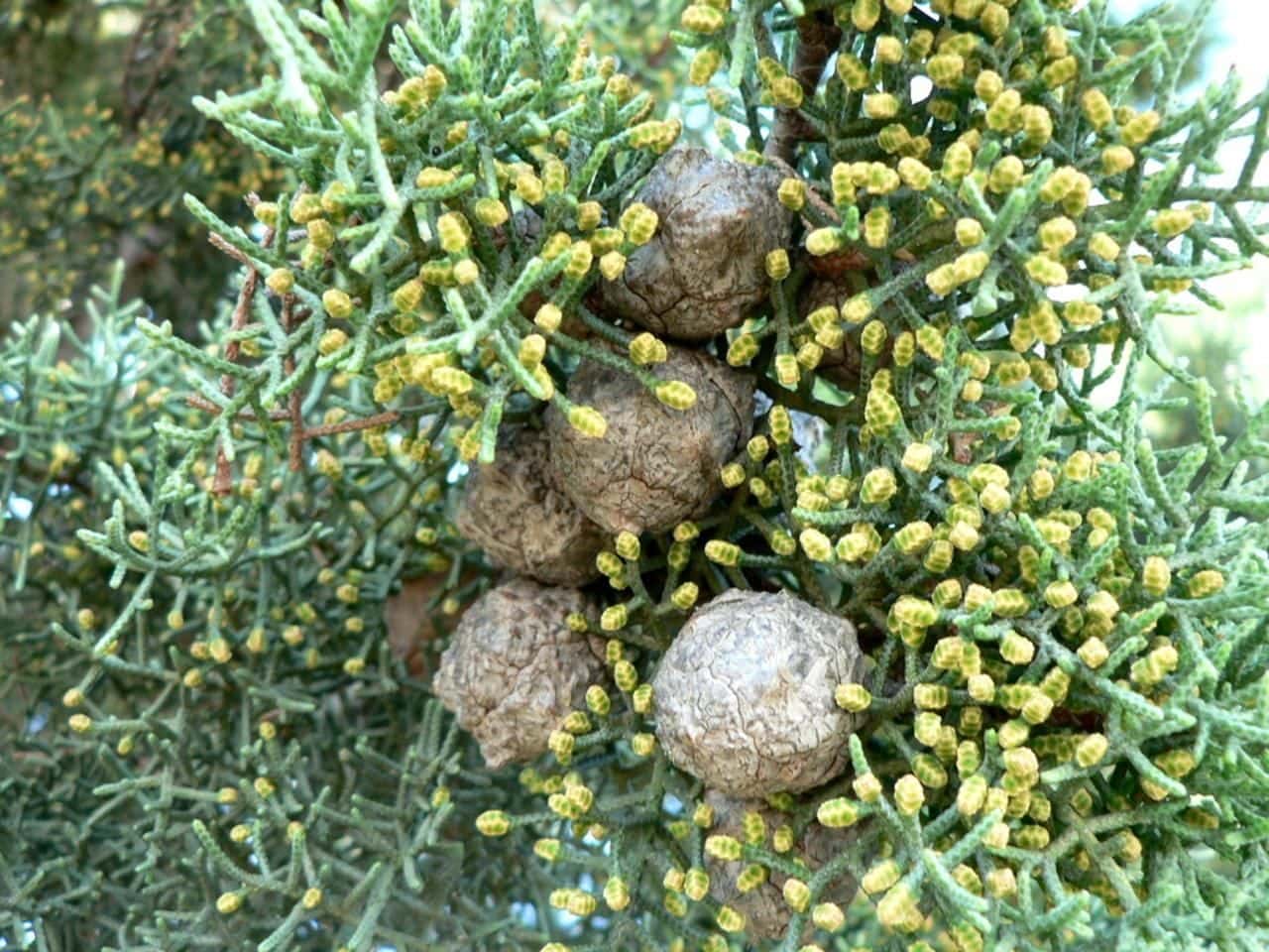 Creeping Juniper