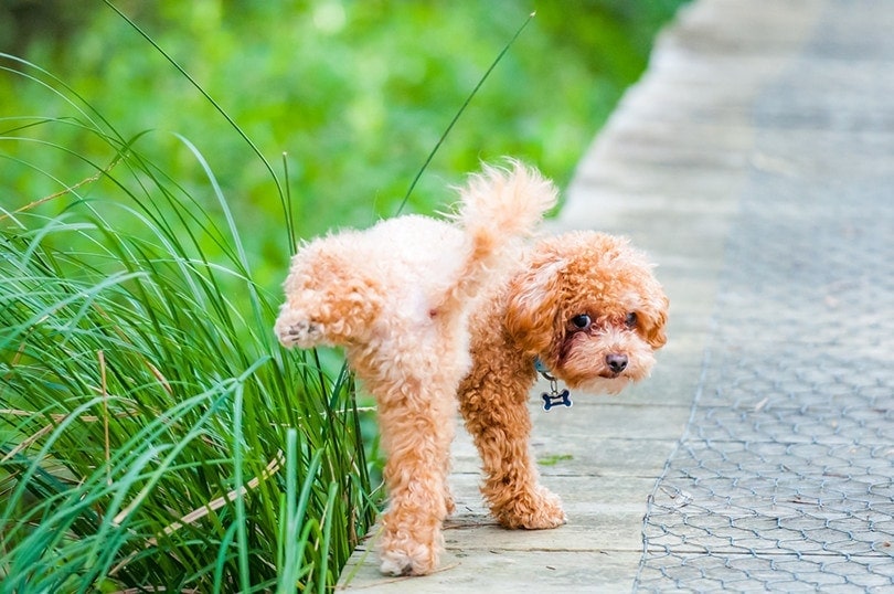 will baking soda neutralize dog urine on grass