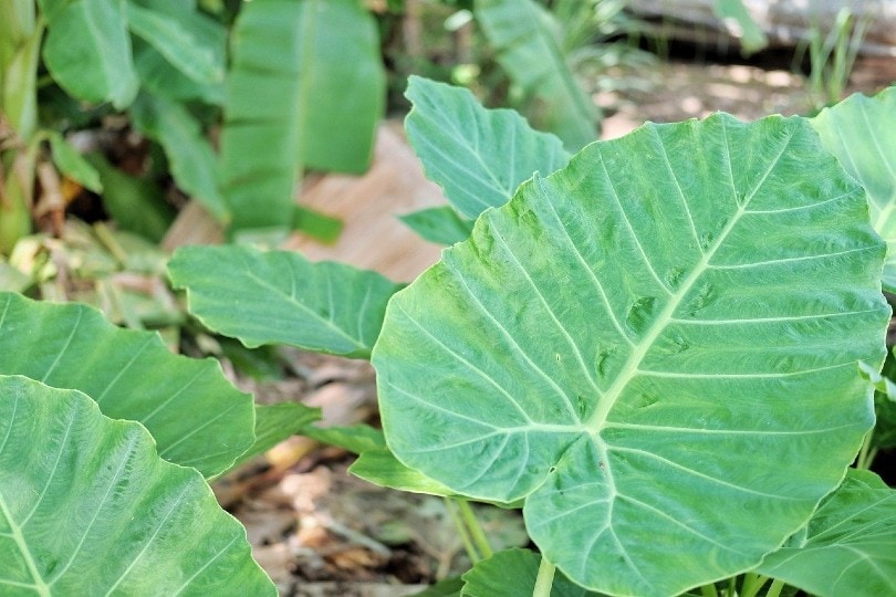 Can Elephant Ears Grow Inside? Tips, Tricks, And How-To Guide | House Grail