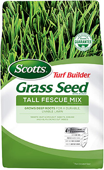 Fescue