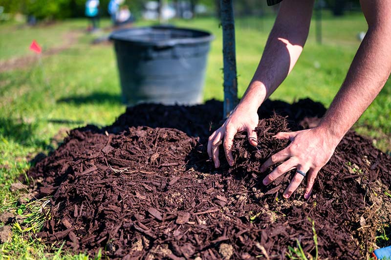 What Are The Best Mulches To Avoid Termites Effective Deterrents House Grail