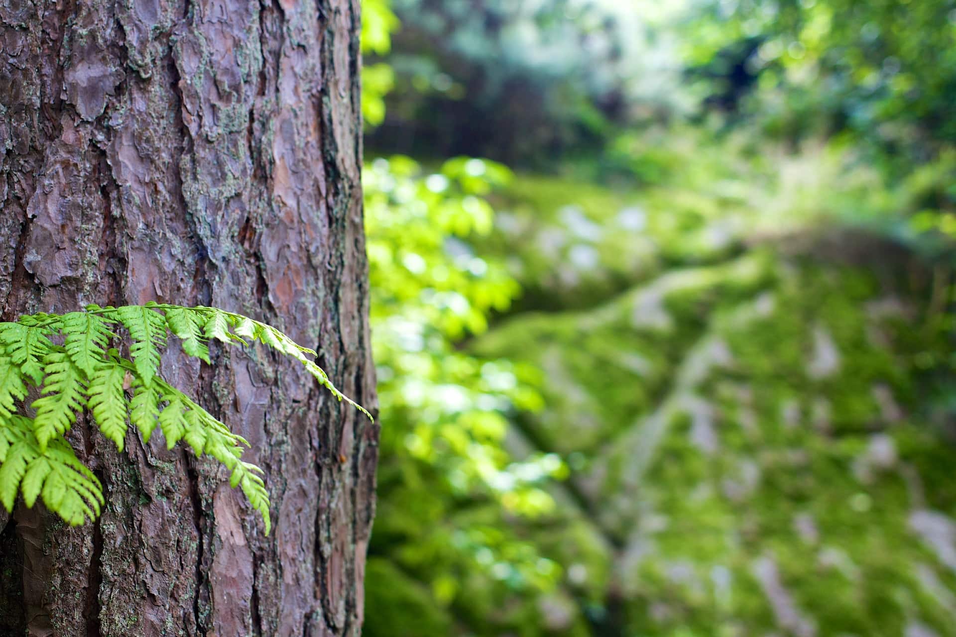 Green Lumber