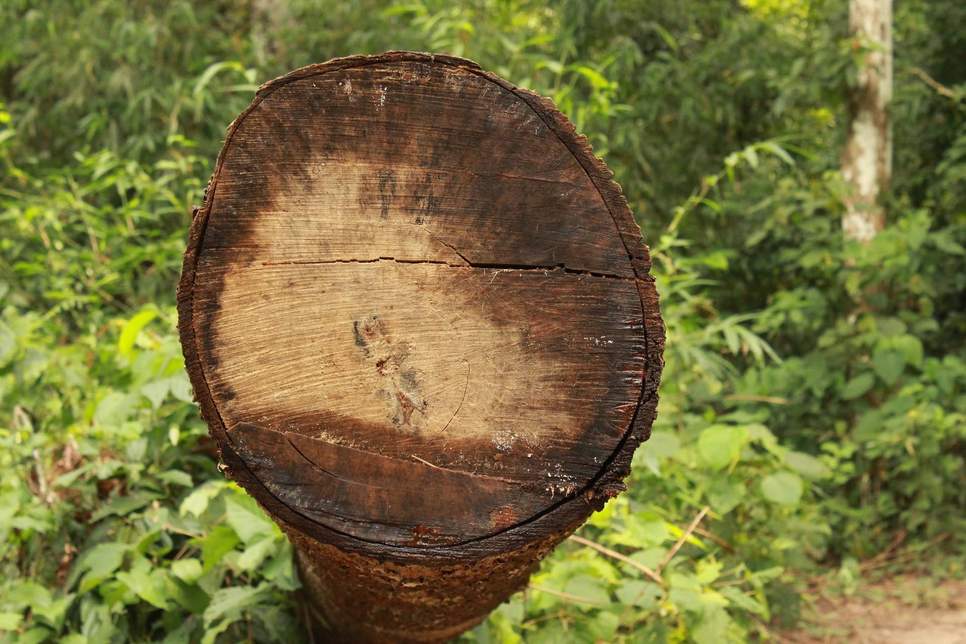 Green Lumber
