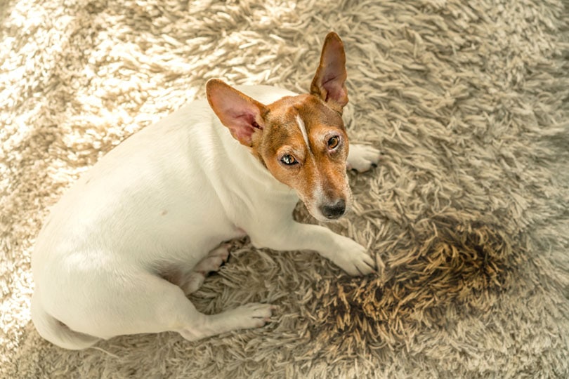 7 Ways To Get Dog Pee Smell Out of Carpet Without Vinegar House