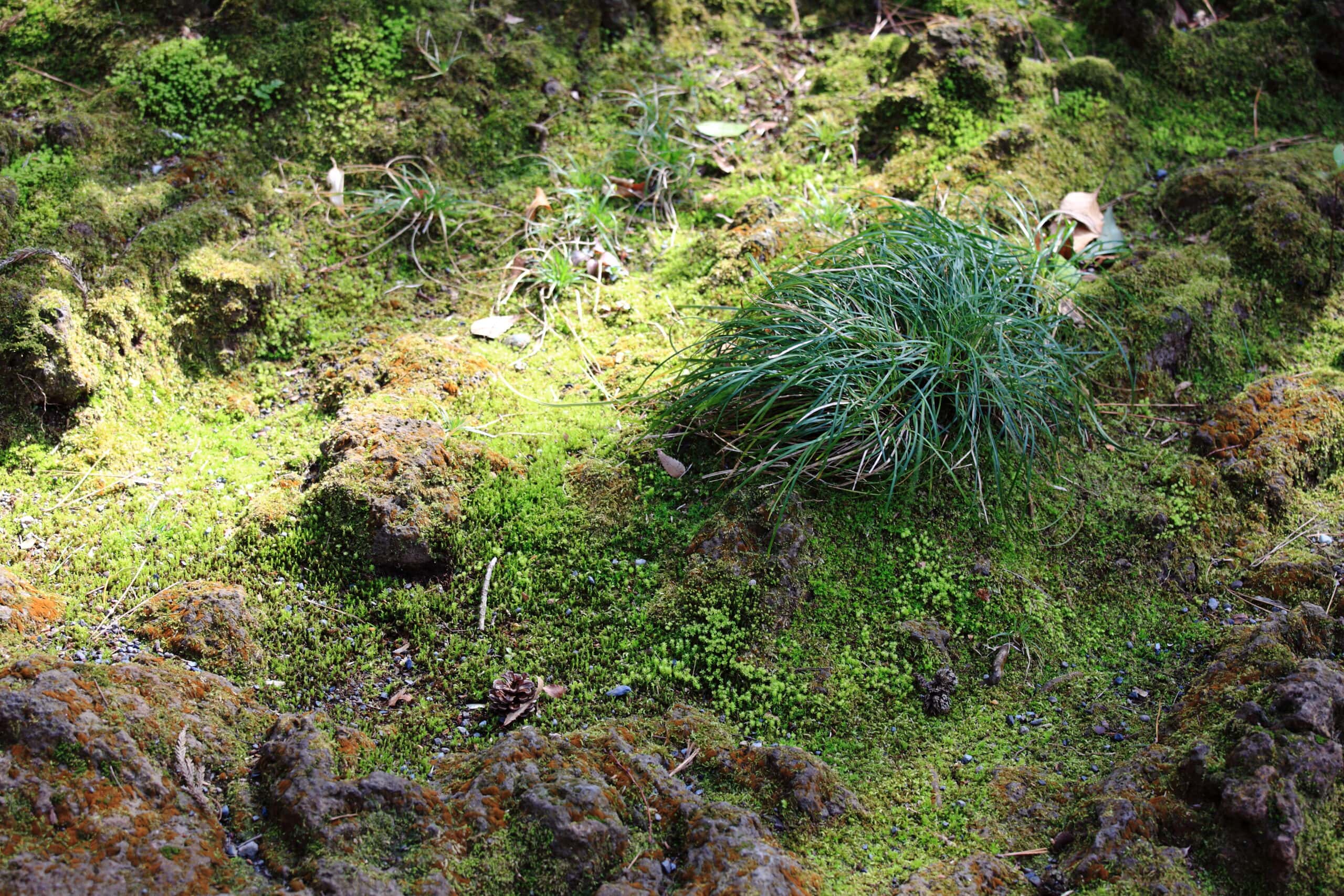 Japanese Forest Grass