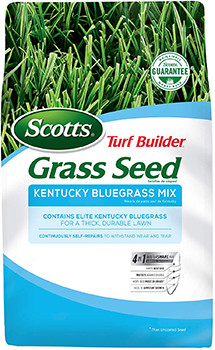 Kentucky Bluegrass