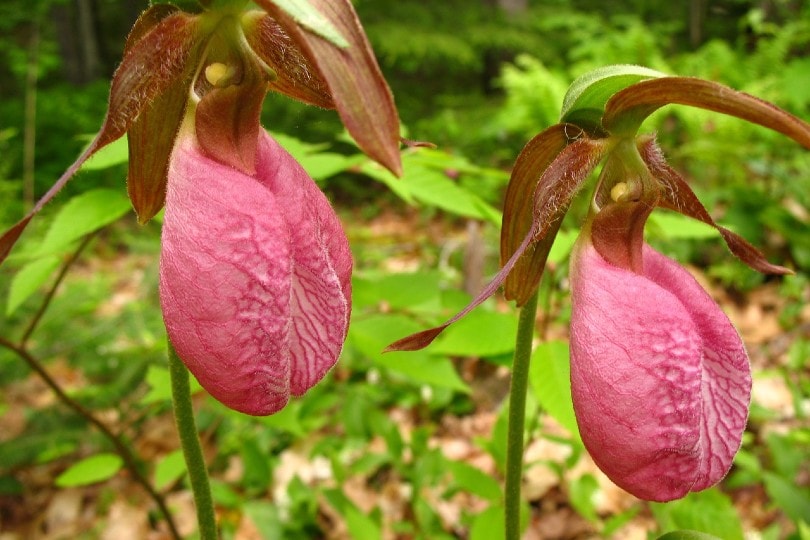 Lady’s Slipper Orchid