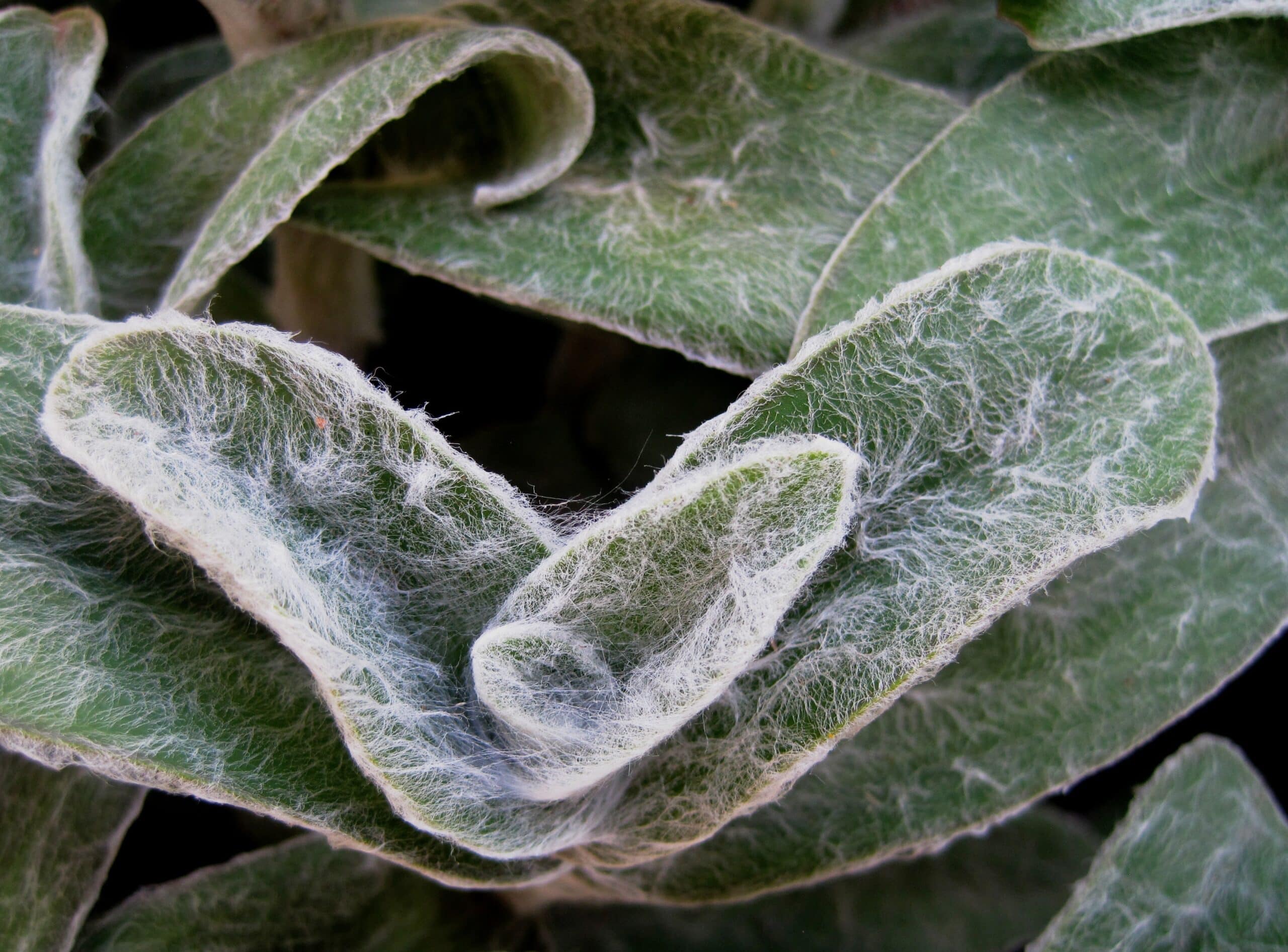 Lamb’s Ear