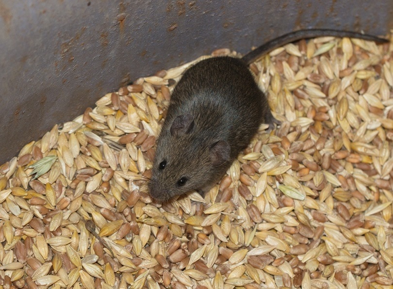 How To Get Rid of Mouse Urine Smells In 7 Steps House Grail