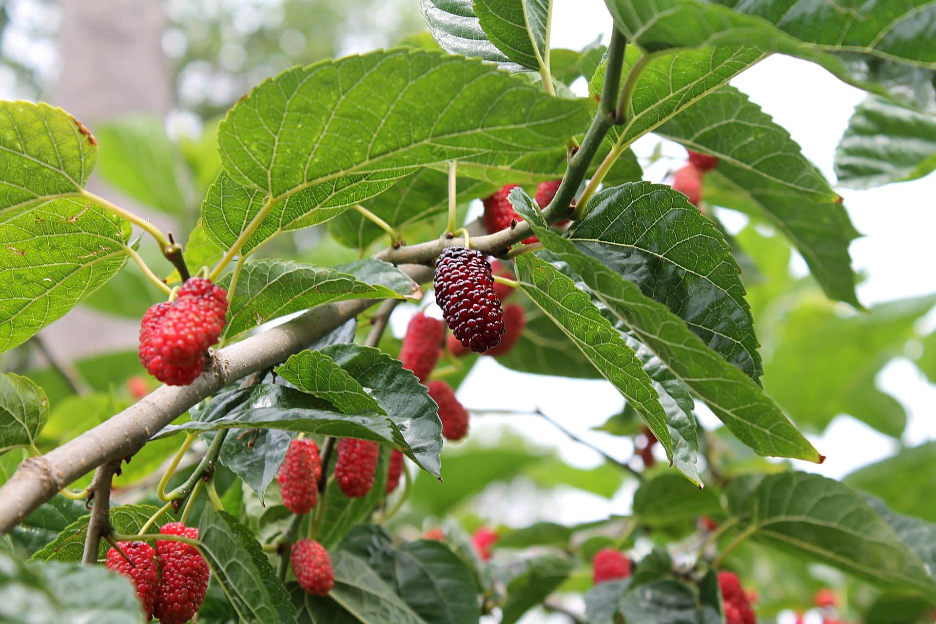 7 Best Fruit Trees to Grow in Ohio (With Pictures) | House Grail