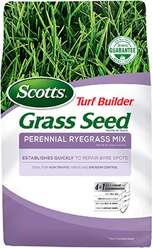 Perennial Ryegrass