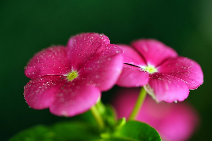 Periwinkle